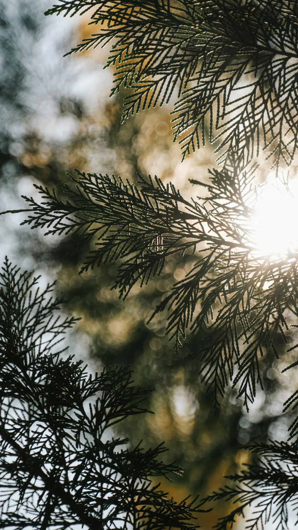 Sunlight through cedar branches